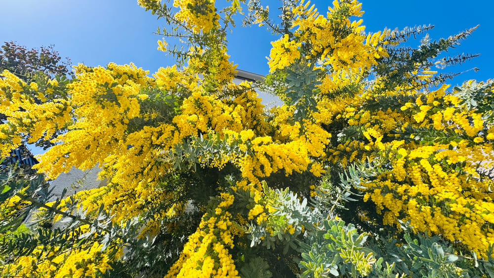 精霊カフェ はじまりの日